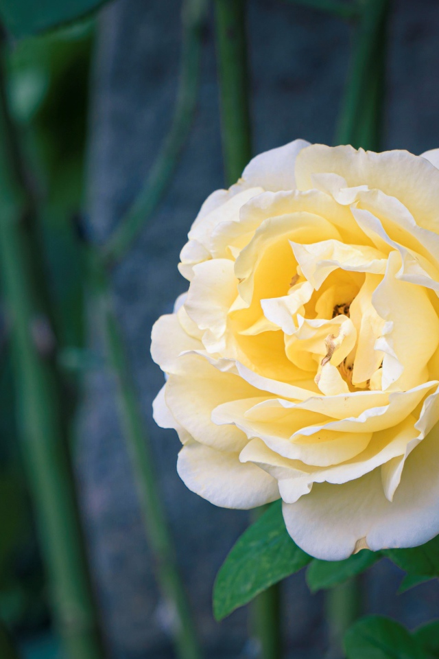 Красивая нежная белая роза крупным планом 