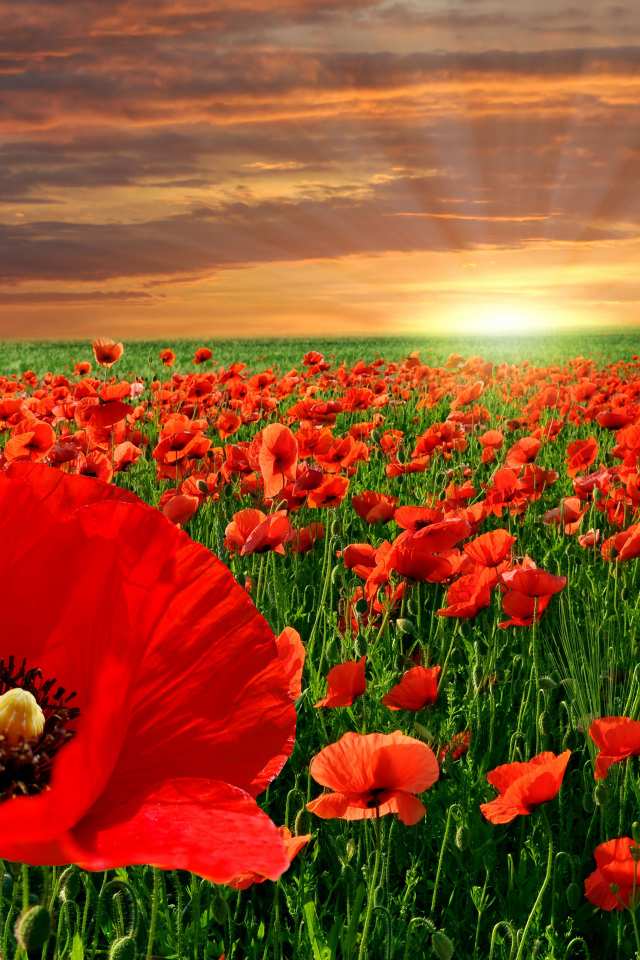 Красивое поле ярких красных маком в лучах солнца на закате