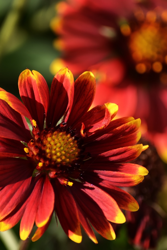 Красивый огненный цветок Гайлардия