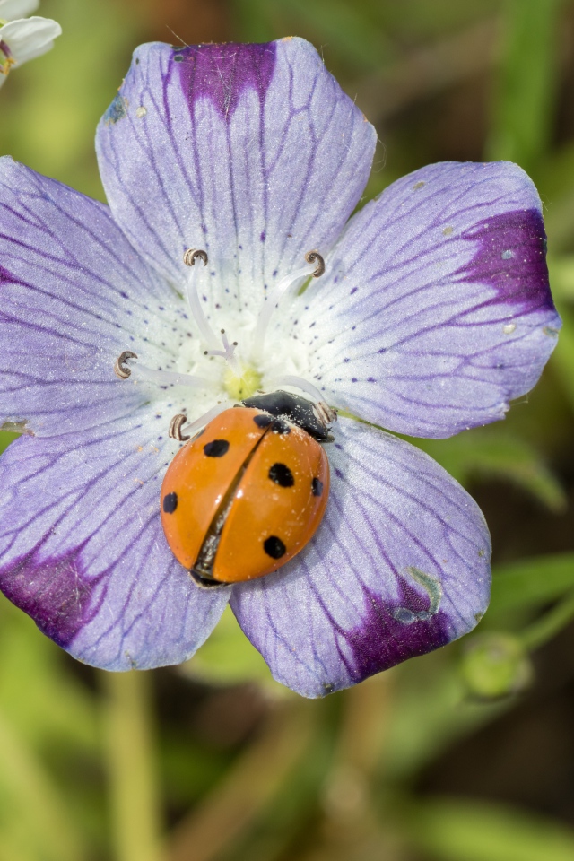 Красивый цветок гипсофилы с божьей коровкой 
