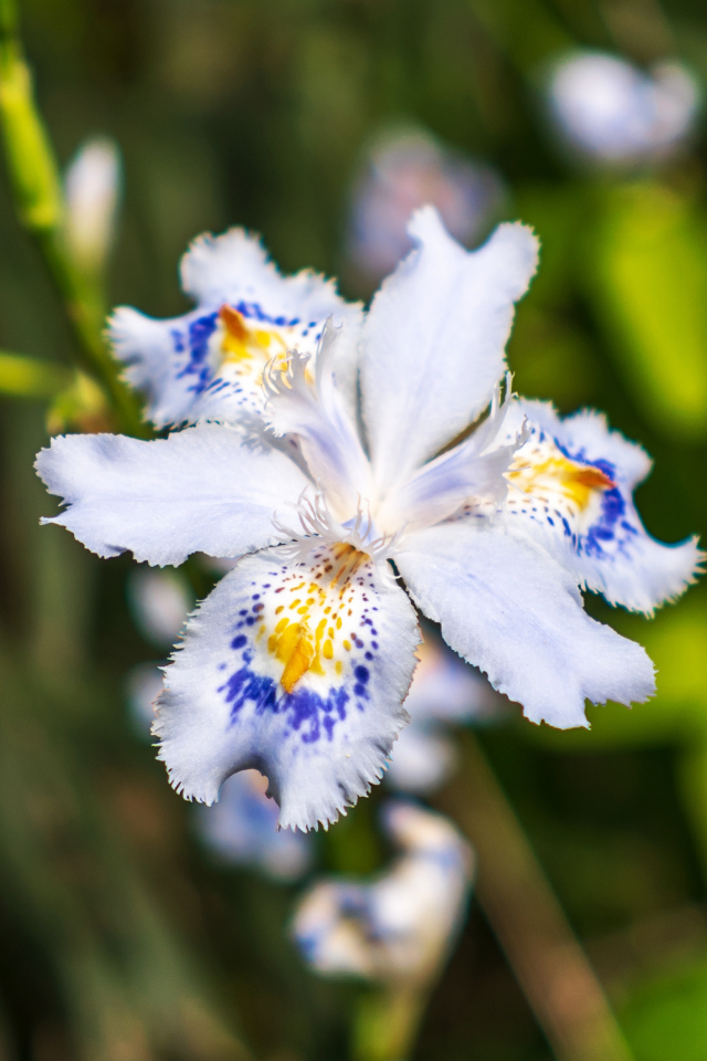 Красивый цветок ириса в лучах солнца на клумбе 