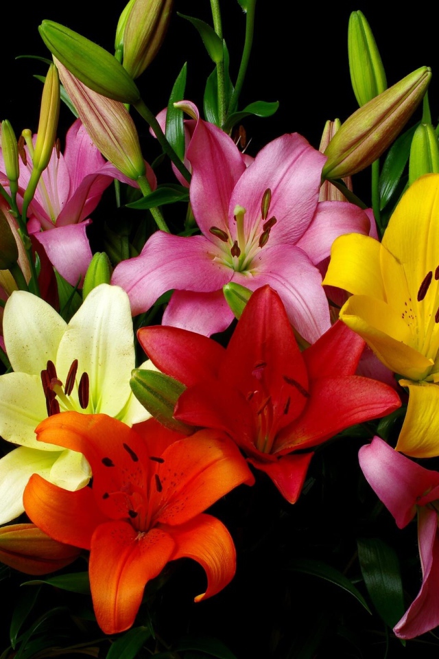 Красивый разноцветный букет лилий на черном фоне