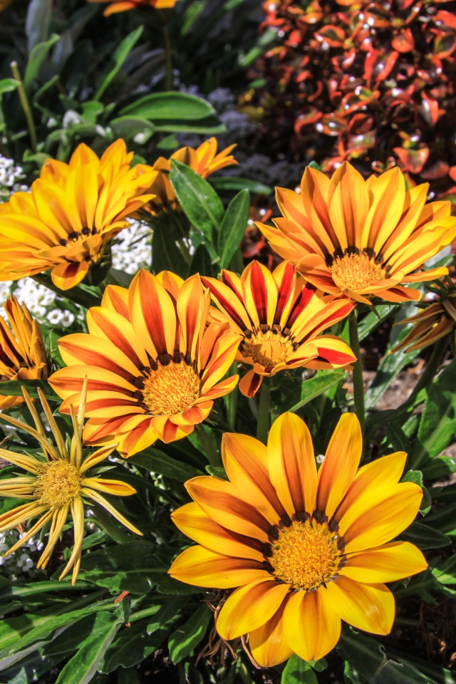 Красивые оранжевые цветы газания на клумбе