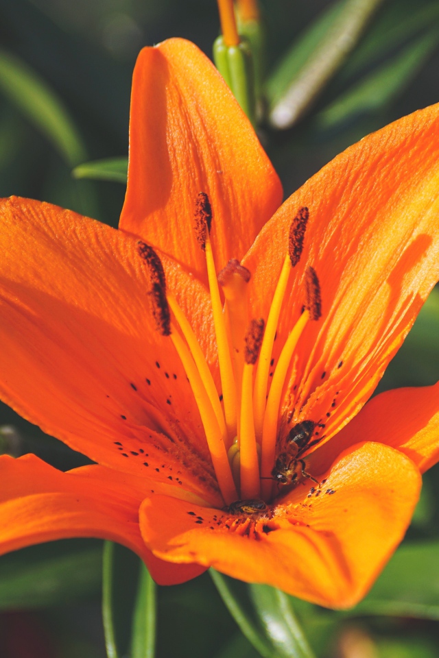 Красивый оранжевый цветок лилии крупным планом 