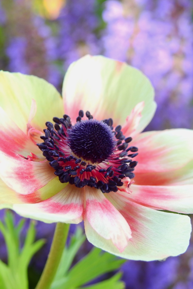 Красивый розовый цветок анемоны на клумбе 