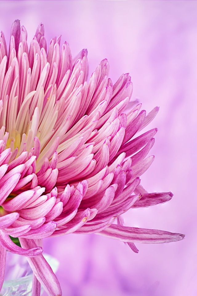 Красивый розовый цветок астры крупным планом