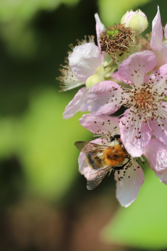 Красивые розовые цветы яблони крупным планом