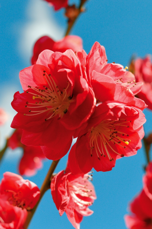 Красивые розовые цветы на ветке дерева на фоне голубого неба весной