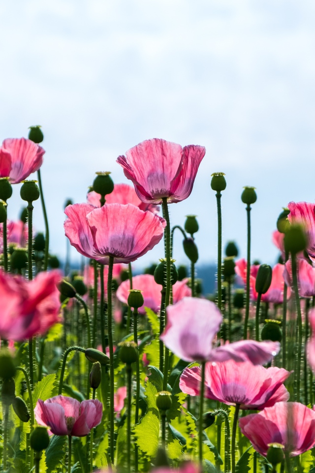 Красивые розовые маки с нежными лепестками 