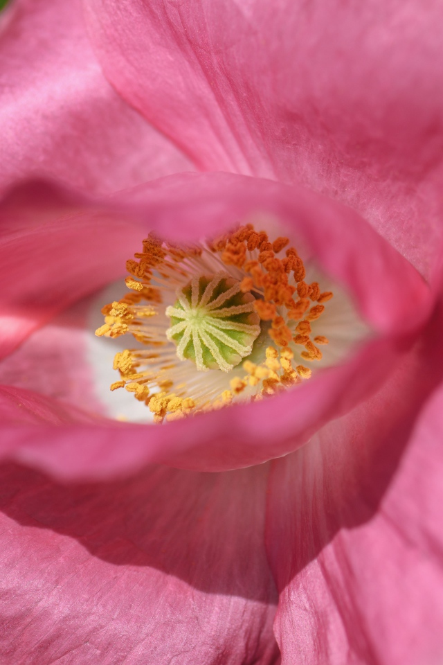 Красивый розовый цветок мака на зеленом фоне