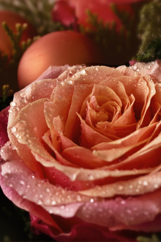 Красивая розовая роза в каплях росы с шарами 