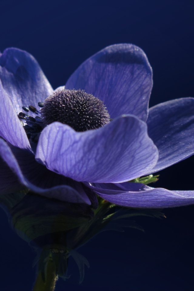 Красивый фиолетовый цветок анемоны крупным планом