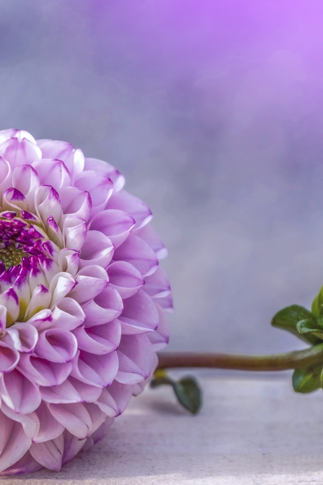 Красивый пурпурный цветок георгина с бутоном