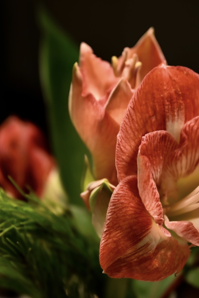 Красивый  красный цветок амариллиса с веткой ели