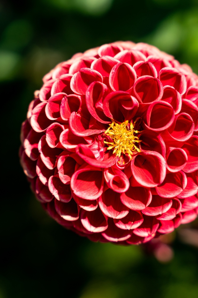 Красивый красный цветок георгины с желтой серединкой