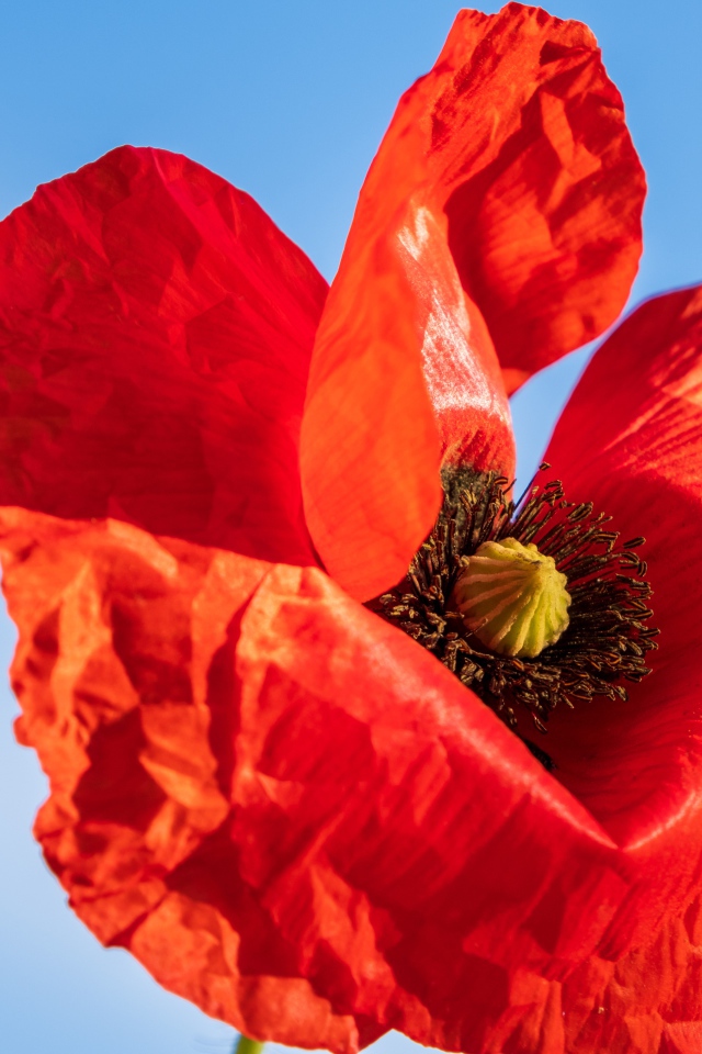 Красивый красный мак крупным планом на голубом фоне 