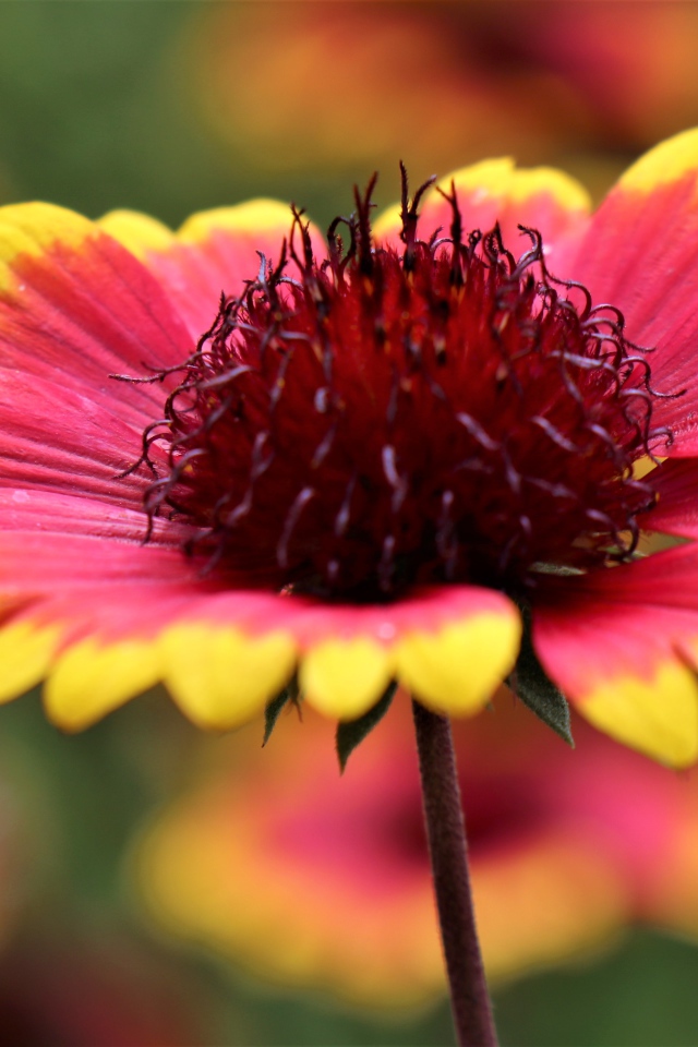 Красивый цветок рудбекия с оранжевыми лепестками
