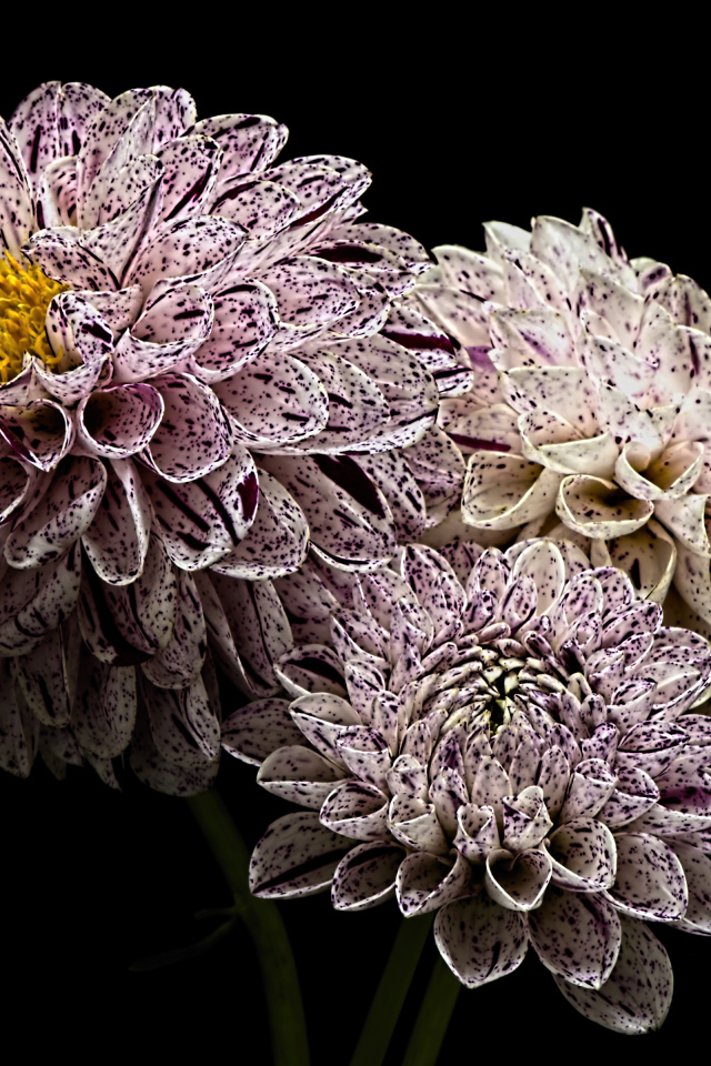 Красивые белые георгины с фиолетовыми брызгами 