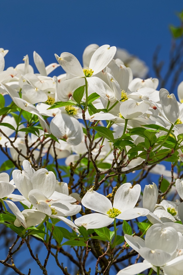 Красивые белые цветы на кусту под голубым небом