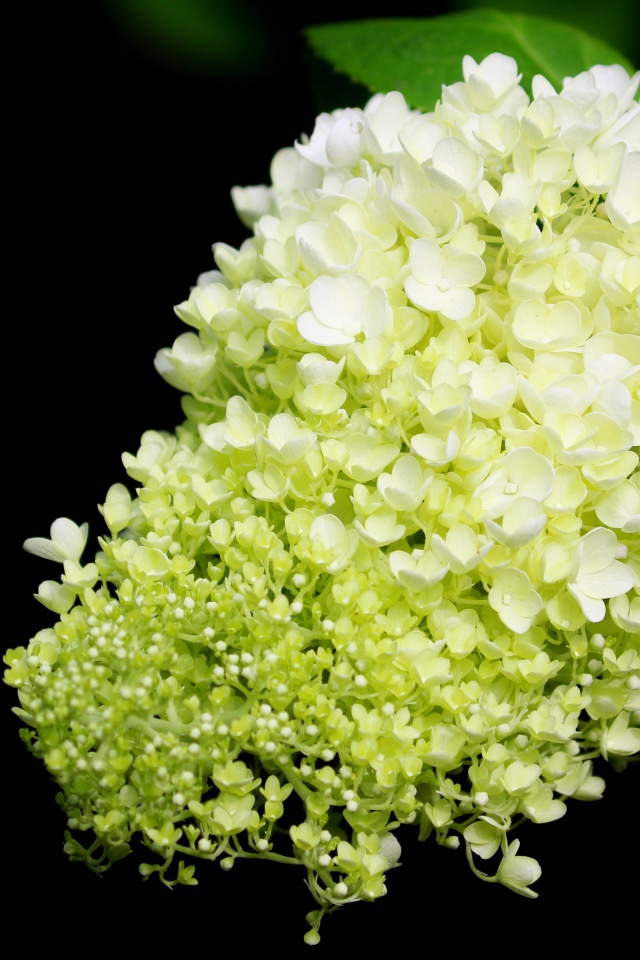 Красивые белые цветы Гортензии на черном фоне