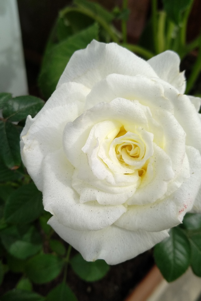 Красивый белый цветок розы крупным планом