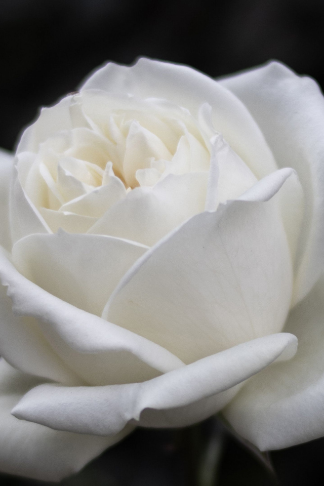 Красивый белый цветок розы на черном фоне 