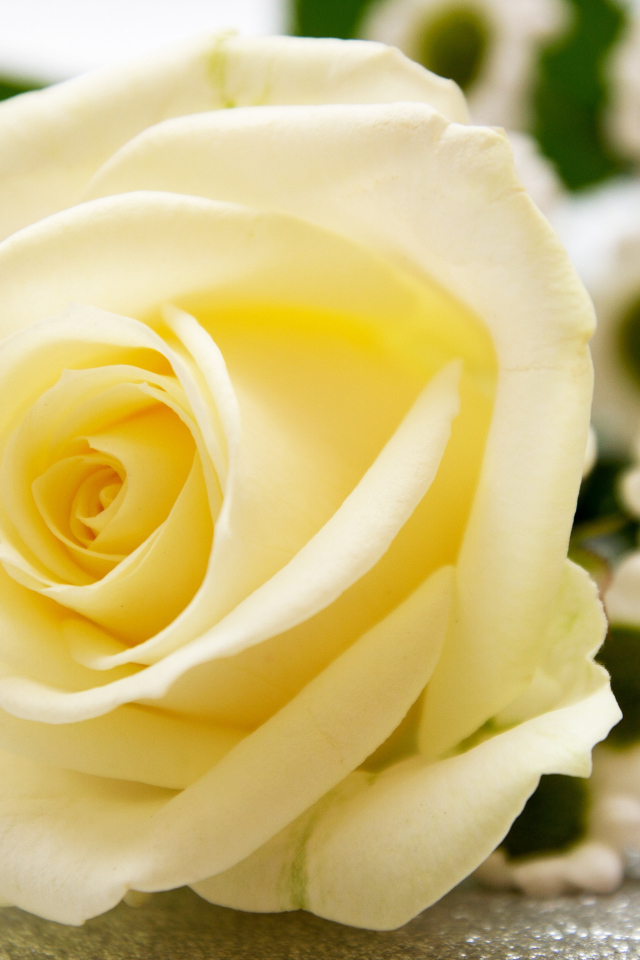 Красивая белая роза лежит на столе