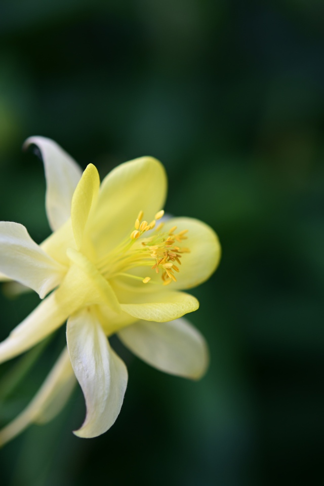 Красивый желтый цветок водосбора крупным планом