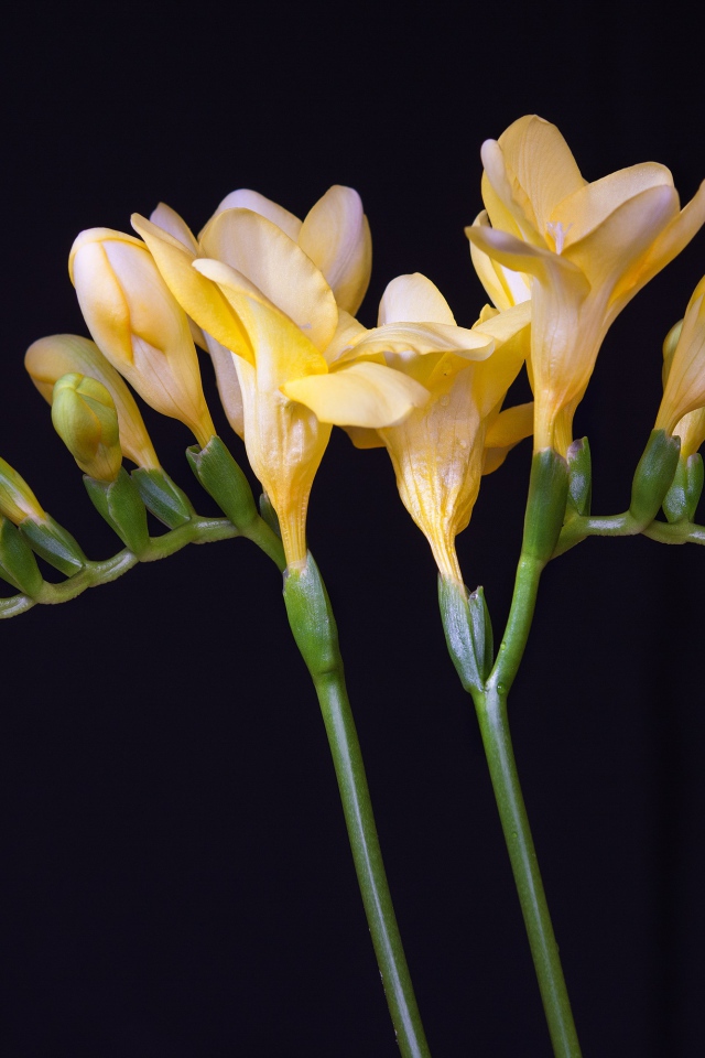 Красивый желтый цветок фрезии с бутонами на черном фоне 