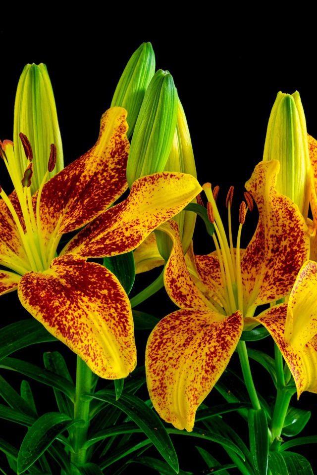 Красивая желтая леопардовая лилия с бутонами на черном фоне 