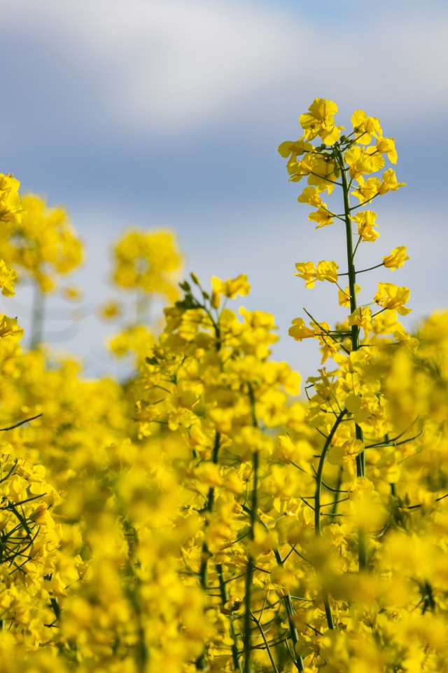 Красивые желтые цветы рапса на поле 
