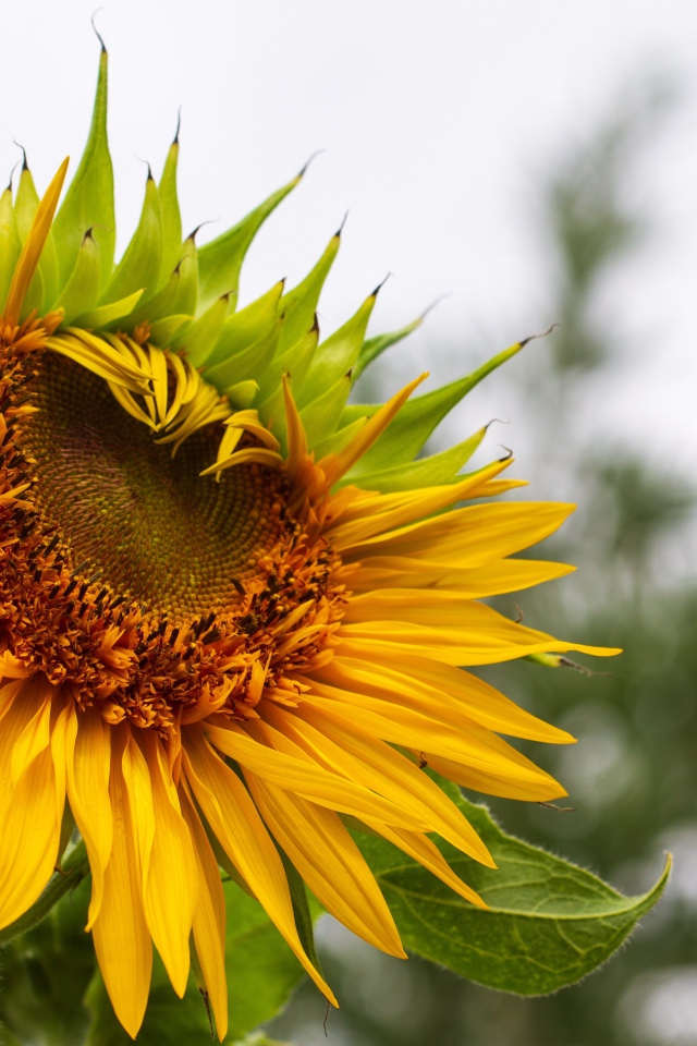 Красивый желтый подсолнух на огороде