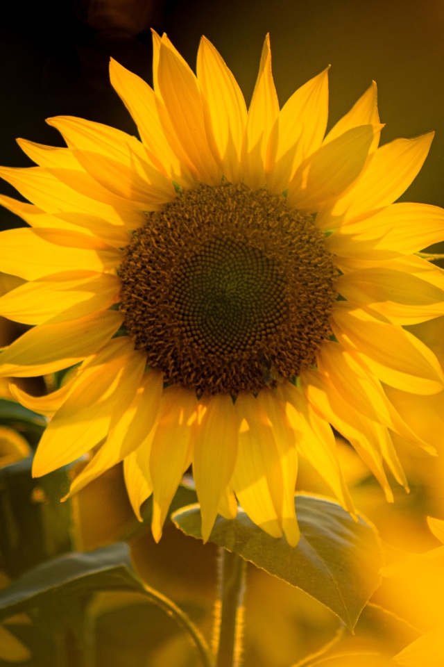 Красивый желтый подсолнух в лучах солнца 