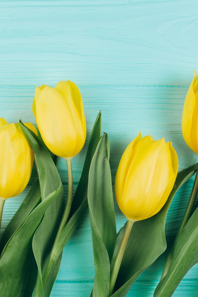 Красивые желтые тюльпаны с зелеными листьями на голубом столе