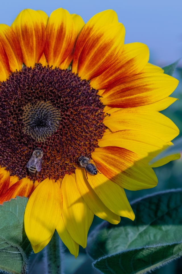 Большой красивый цветок подсолнуха с пчелами
