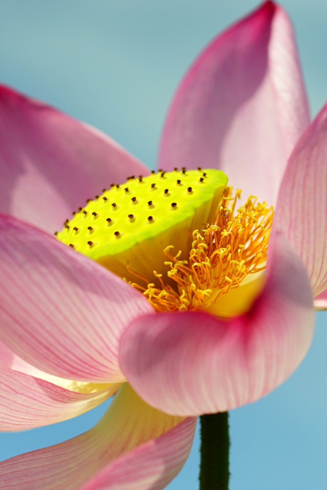 Большой розовый цветок лотоса на голубом фоне 