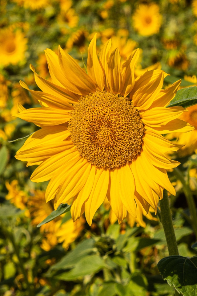 Большой желтый цветок подсолнуха на поле 