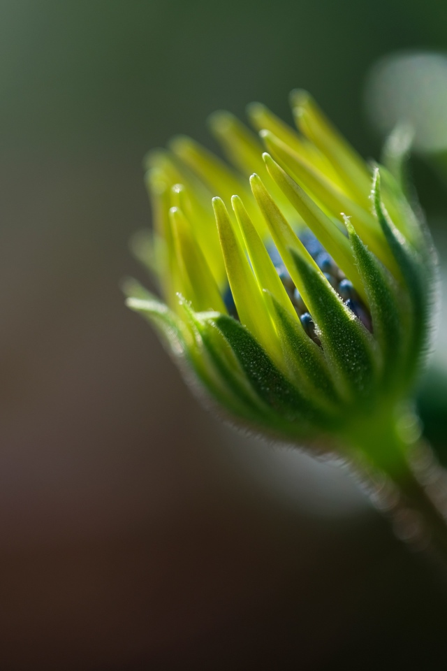 Распускающийся цветок остеоспермума крупным планом 