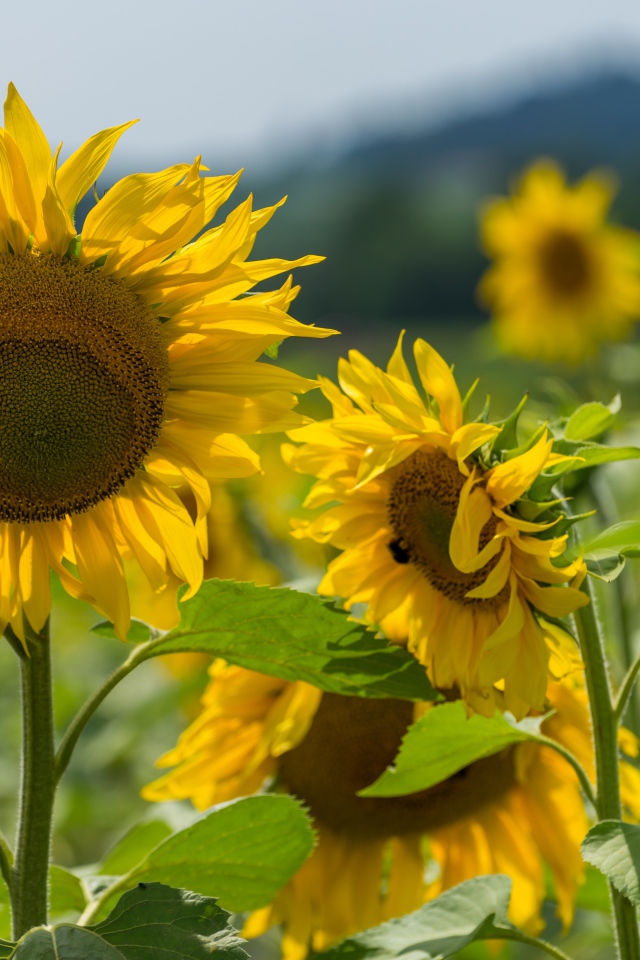 Цветущие желтые подсолнухи с зелеными листьями на поле