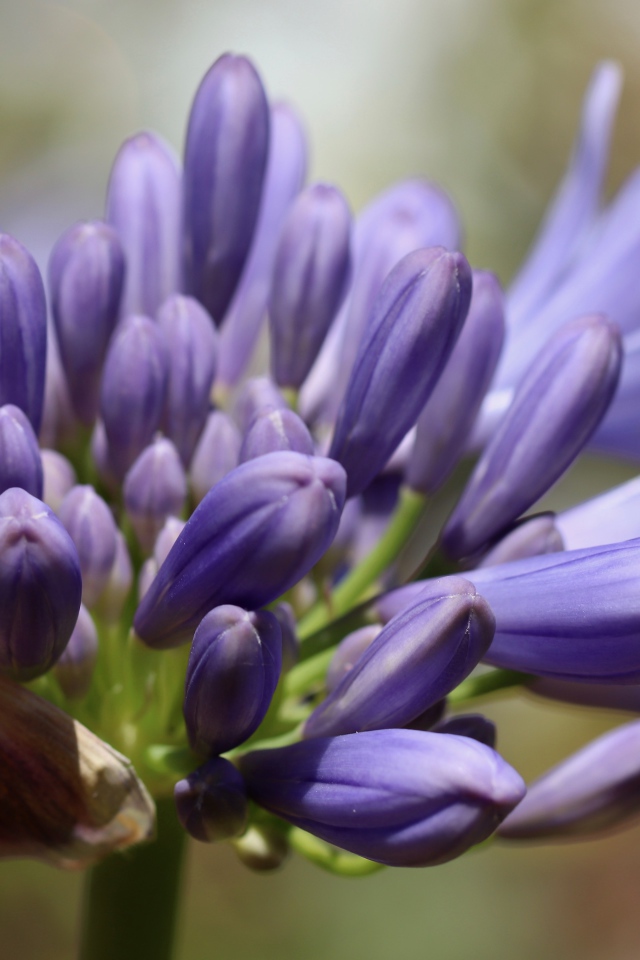 Синий цветок Агапантус распускается