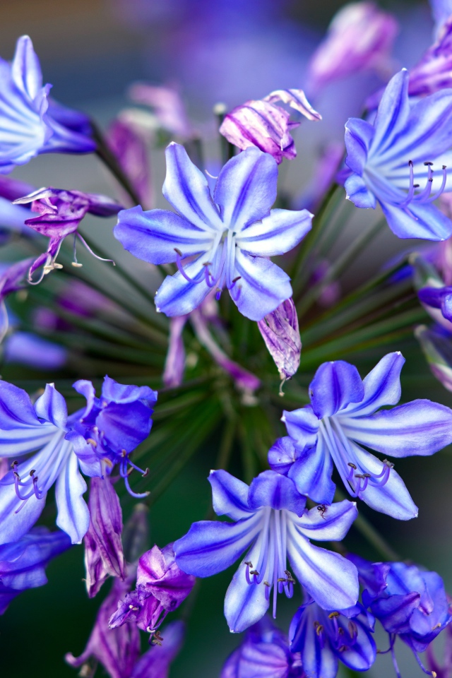 Голубые цветы агапантус крупным планом 