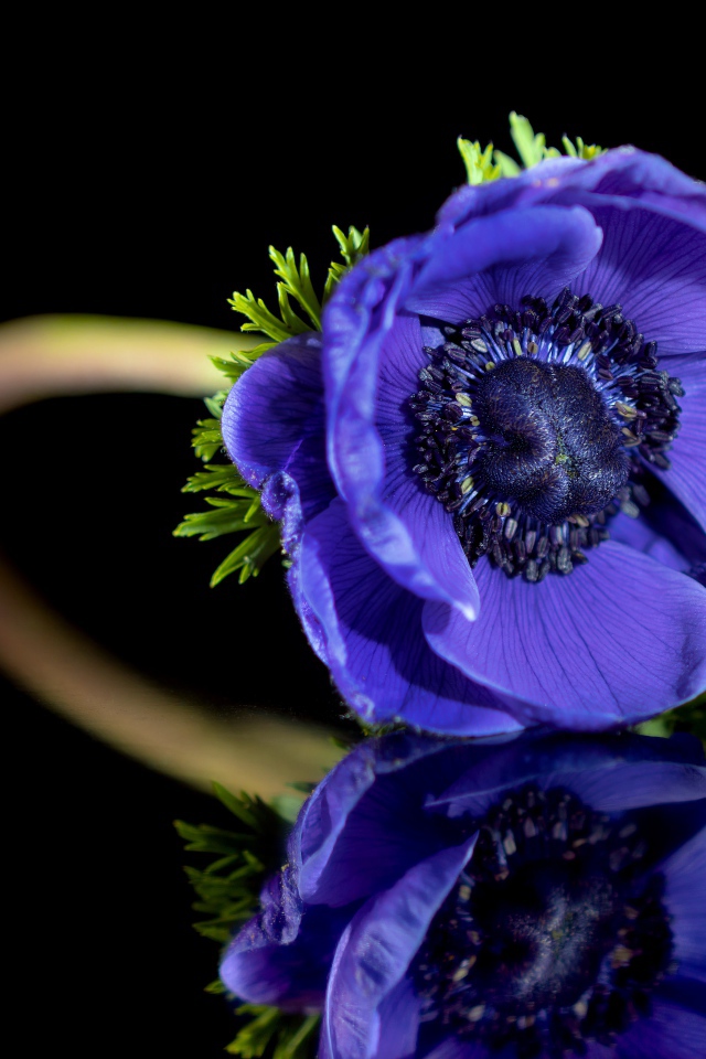 Синий цветок анемона отражается в черной поверхности 