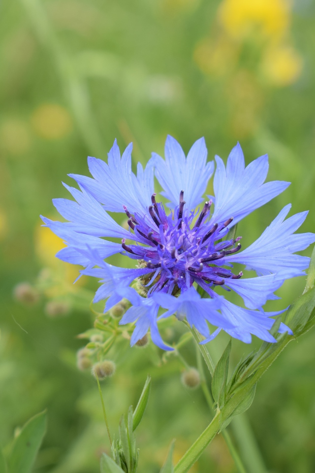 Синий полевой василек с желтыми цветами