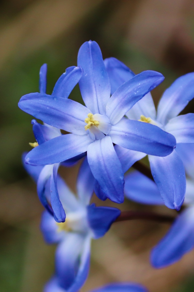 Голубые первые весенние цветы пролесок крупным планом