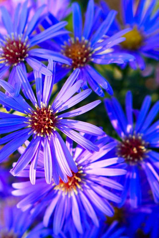 Синие цветы сентябринки крупным планом