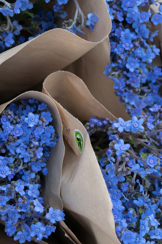 Голубые цветы незабудки в бумажных пакетах