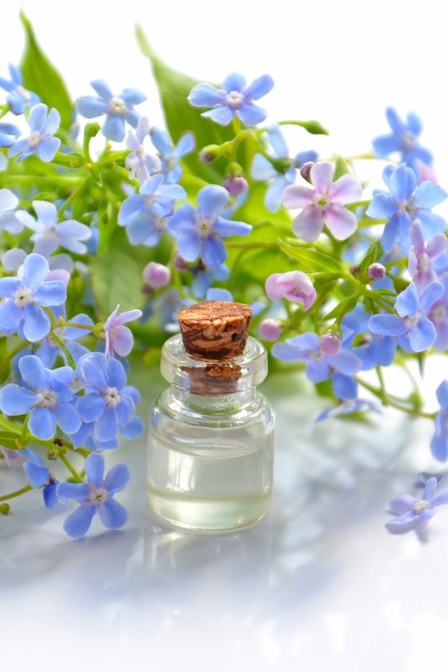 Голубые цветы незабудки на белом фоне с маслом