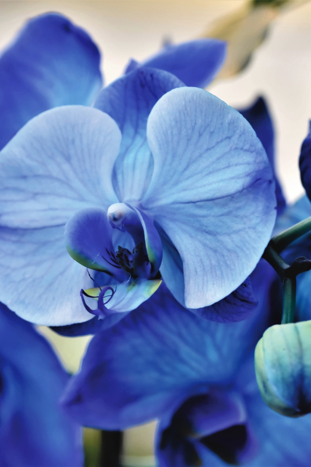 Синий цветок орхидеи крупным планом