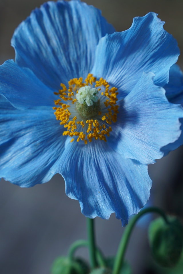 Цветок синего мака с бутоном крупным планом