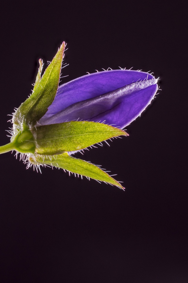 Синий нераспустившийся цветок колокольчика на черном фоне 